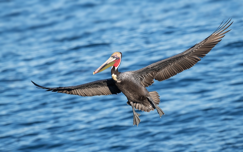Brown-Pelican,-Pacific-race,-breeding-plumage-in-flight-_DSC2657--La--Jolla,-CA