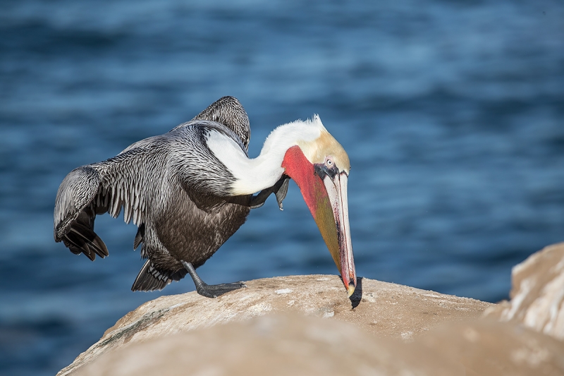 Brown-Pelican-Pacific-race-breeding-plumage-scratching-_J1I0847--La-Jolla,-CA