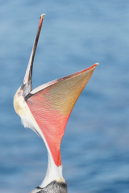 Brown-Pelican-Pacific-race-head-throw-_J1I0974--La-Jolla,-CA