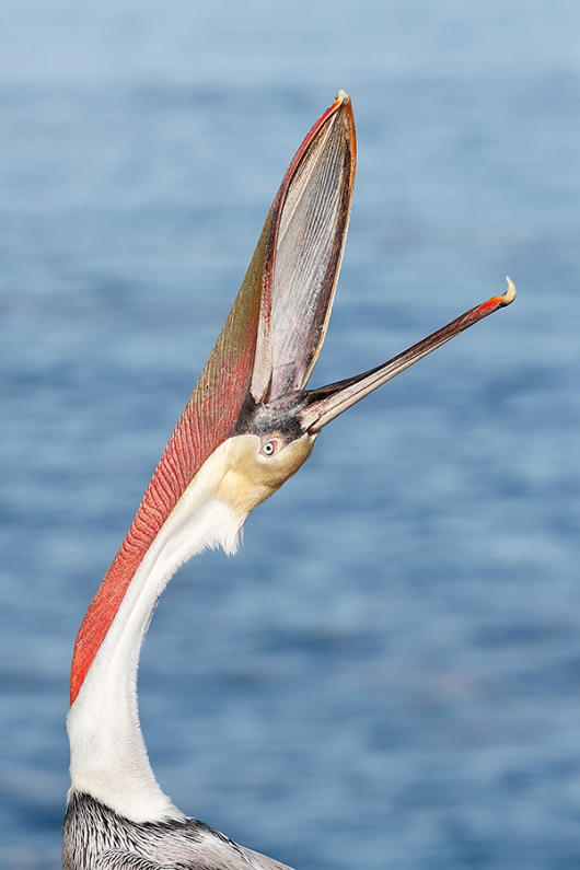 Brown-Pelican-Pacific-race-head-throw-_J1I9886--La-Jolla,-CA