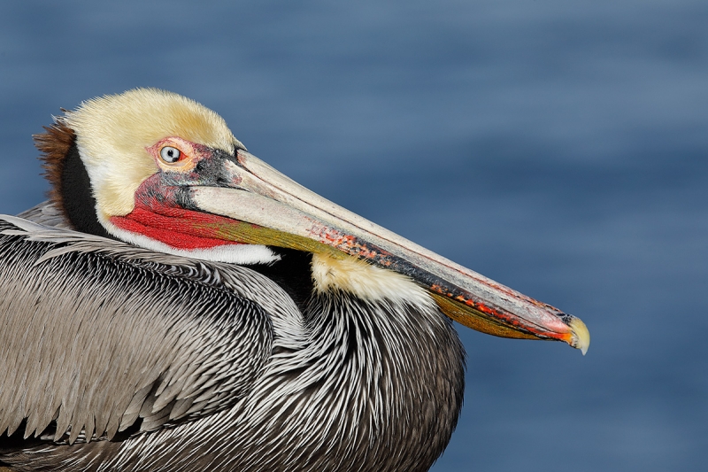 Brown-Pelican-Pacific-race-in-stunnging-breeding-plumage-_W5A9390-La-Jolla,-CA
