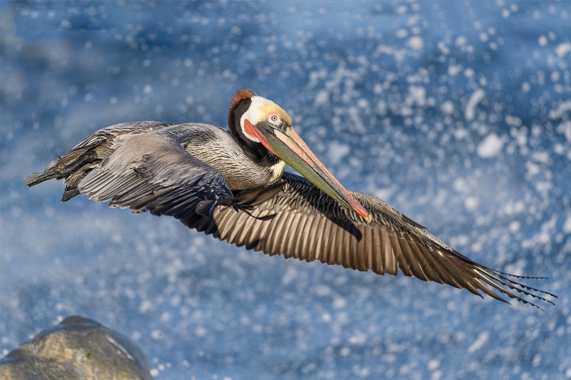 Brown-Pelican-Pacific-race-jumping-off-rock-_DSC3245--La--Jolla,-CA