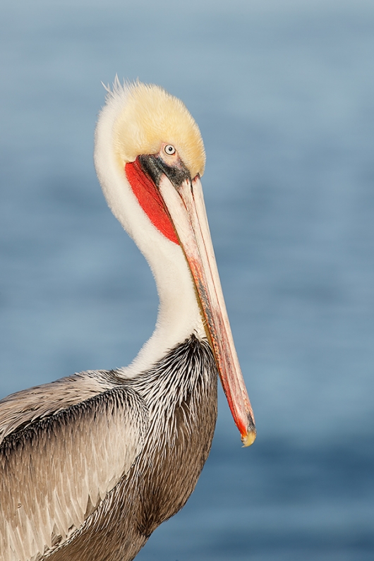 Brown-Pelican-Pacific-race-pre-breeding_J1I9658--La-Jolla,-CA