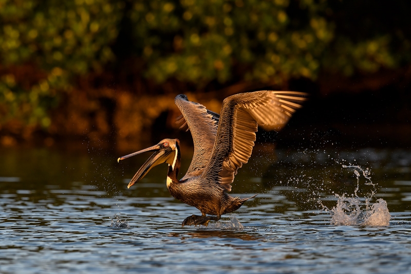 Brown-Pelican-STITCHED-PANO-taking-flight-with-bill-open-_DSC0118--Alafia-Banks,-Tampa-Bay,-FL