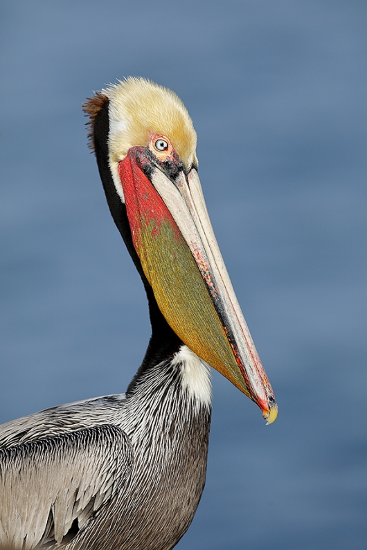 Brown-Pelican-VERT-Pacific-race-in-stunnging-breeding-plumage-_W5A9390-La-Jolla,-CA