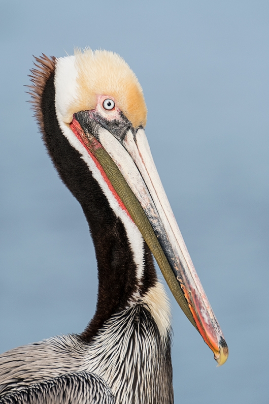 Brown-Pelican-XT-2-_DSF1946-La-Jolla,-CA