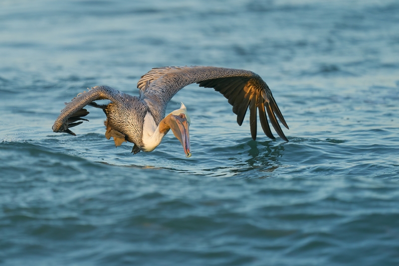 Brown-Pelican-about-to-hit-the-water-_A926278-South-Padre-Island-TX-1