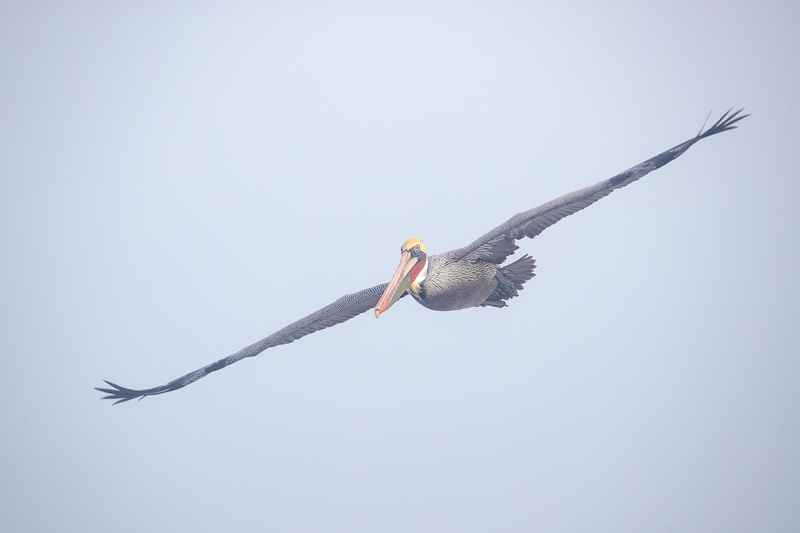 Brown-Pelican-angled-flight-REDO-_J1I3342--La-Jolla,-CA