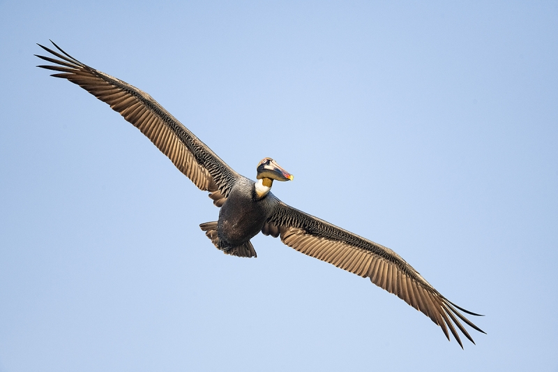 Brown-Pelican-angled-flight-_MAI2397-Lakeland,-FL