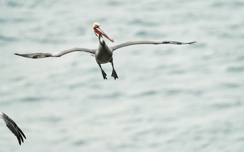 Brown-Pelican-avoiding-midair-collision-_A920296-La-Jolla-CA-1