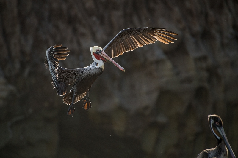 Brown-Pelican-backlit-_DSC0727--La--Jolla,-CA