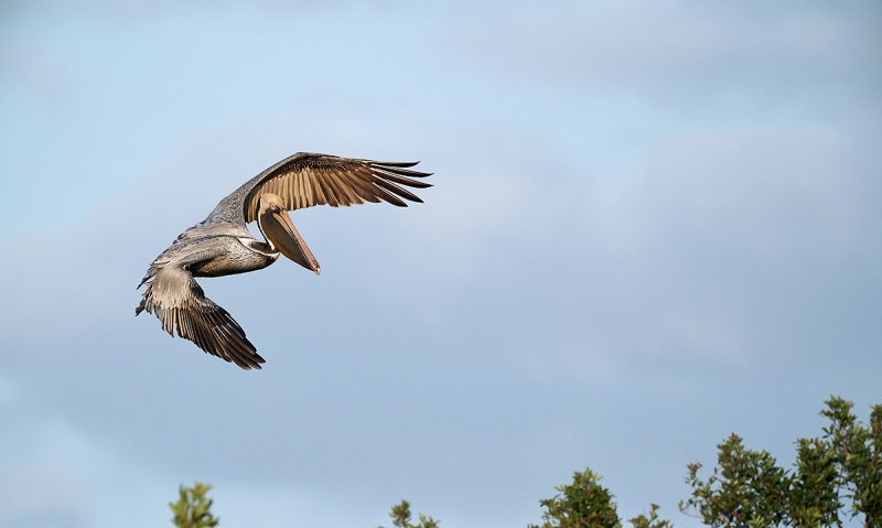 Brown-Pelican-banking-_A9A2529-Alafia-Banks,-Tampa,-FL-3