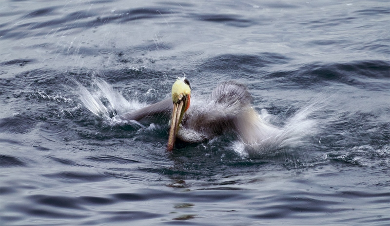 Brown-Pelican-bathing-blur-_DSC6743-San-Diego-CA-1