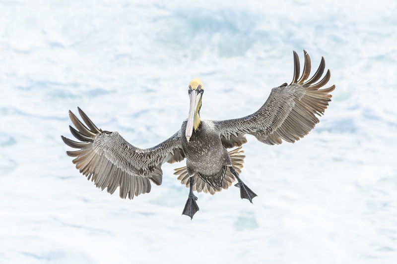 Brown-Pelican-braking-to-land-D5-_DSC0994--La--Jolla,-CA