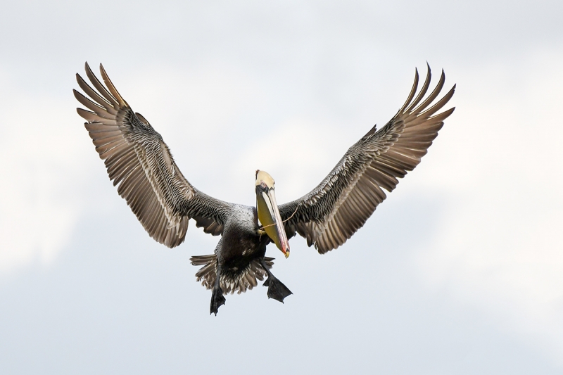 Brown-Pelican-braking-to-land-D500-_DSC2521--Alafia-Banks,-Tampa-Bay,-FL