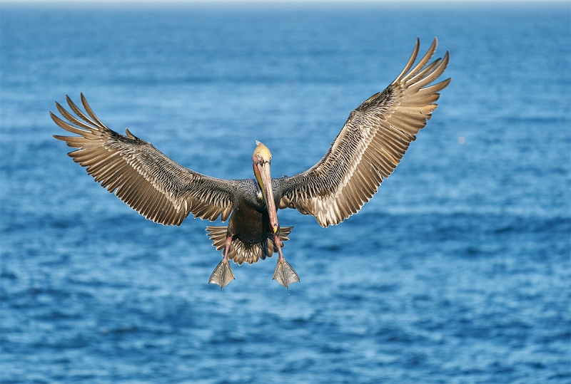 Brown-Pelican-braking-to-land-_A920700-La-Jolla-CA-1