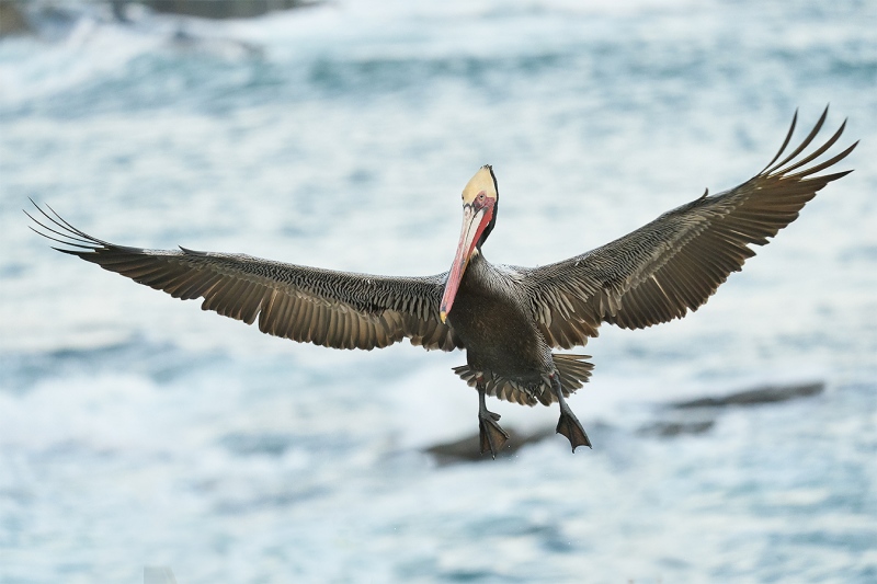 Brown-Pelican-braking-to-land-_A921837-La-Jolla-CA-1