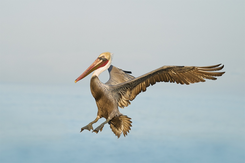 Brown-Pelican-brakng-to-land-_A922667-La-Jolla-CA-1