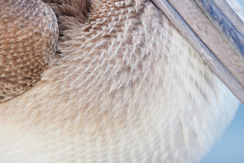 Brown-Pelican-breast-wing-and-bill-detail-_Q5A7381-Sunshine-Skyway-region-FL-1