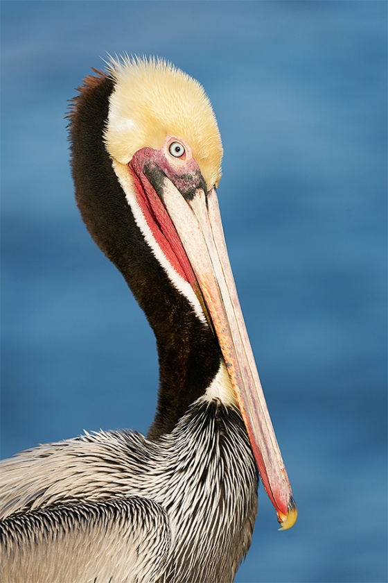 Brown-Pelican-classic-breeding-plumage-head-and-shoulders-_A922493-La-Jolla-CA-1