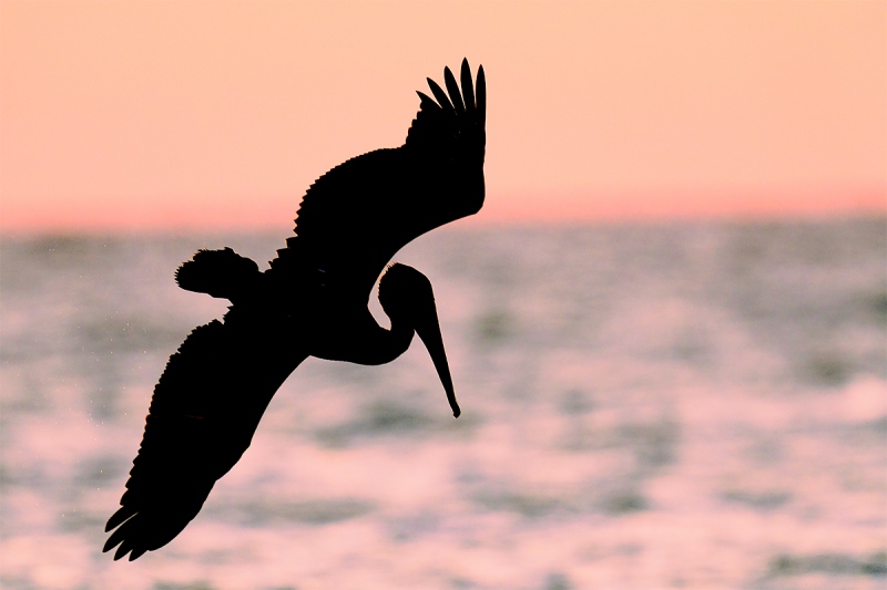 Brown-Pelican-diving-1200mm-_DSC2447-Fort-DeSoto-Park-Pinellas-County-FL-1