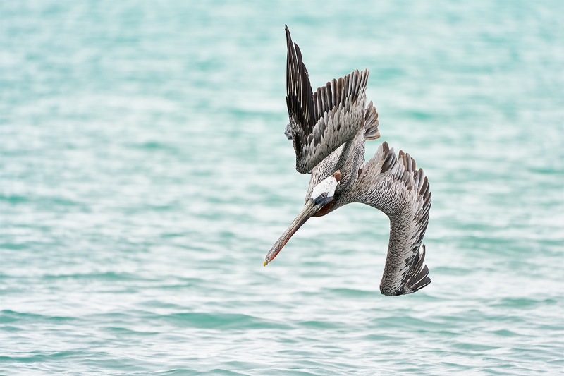 Brown-Pelican-diving-a_A7R3697-Santa-Fe-Galapagos-1