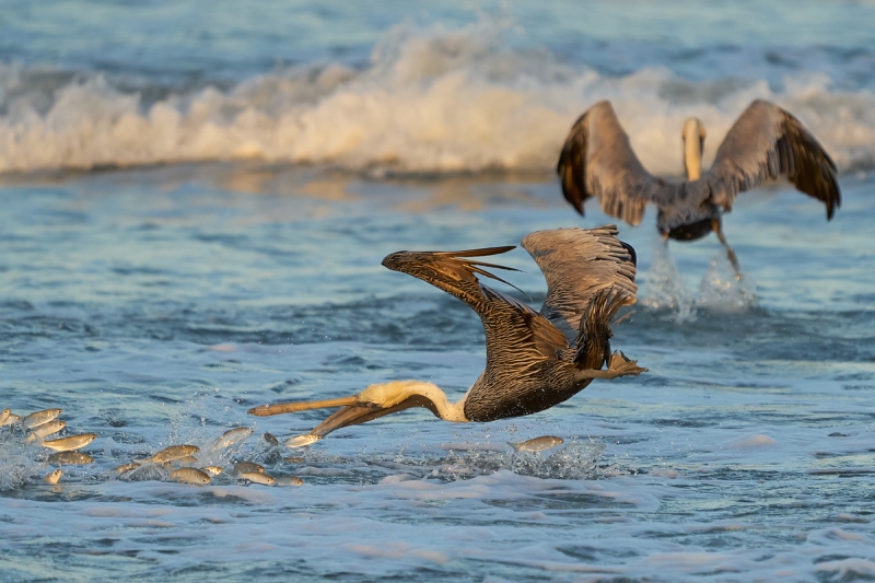 Brown-Pelican-diving-for-finger-mullet-_A938990-South-Padre-Island-Oct-2021