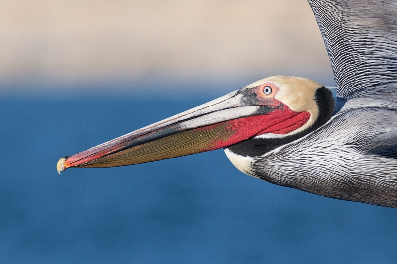 Brown-Pelican-face-flight-_DSC1783--La--Jolla,-CA