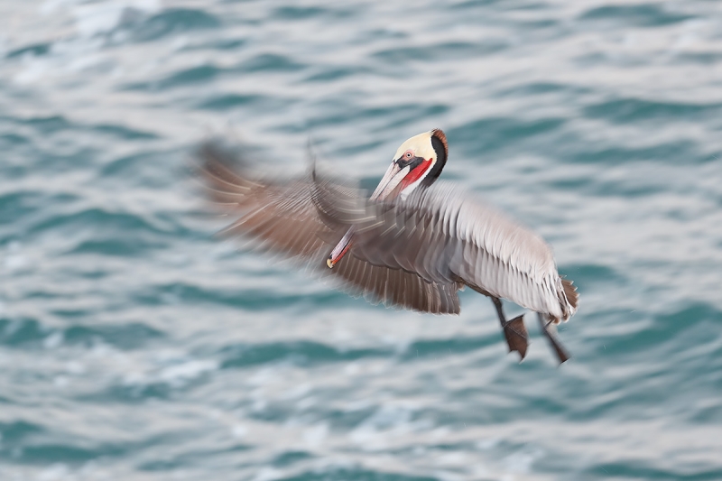 Brown-Pelican-flash-blur-_J1I3932--La-Jolla,-CA