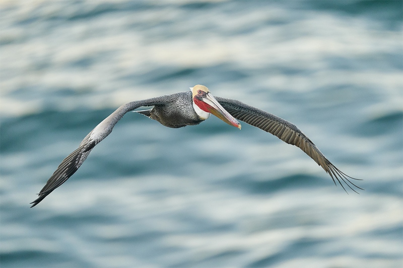 Brown-Pelican-flight-Pacific-race-breeding-plumage-_A922015-La-Jolla-CA-1