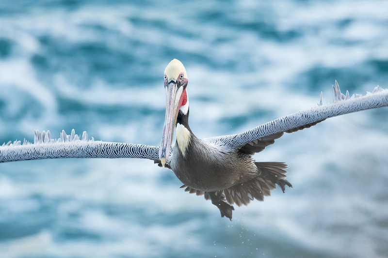 Brown-Pelican-flight-_DSC0550--La--Jolla,-CA