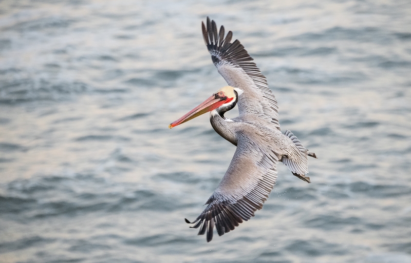 Brown-Pelican-flightpre-dawn--_MAI5064--San-Diego,-CA