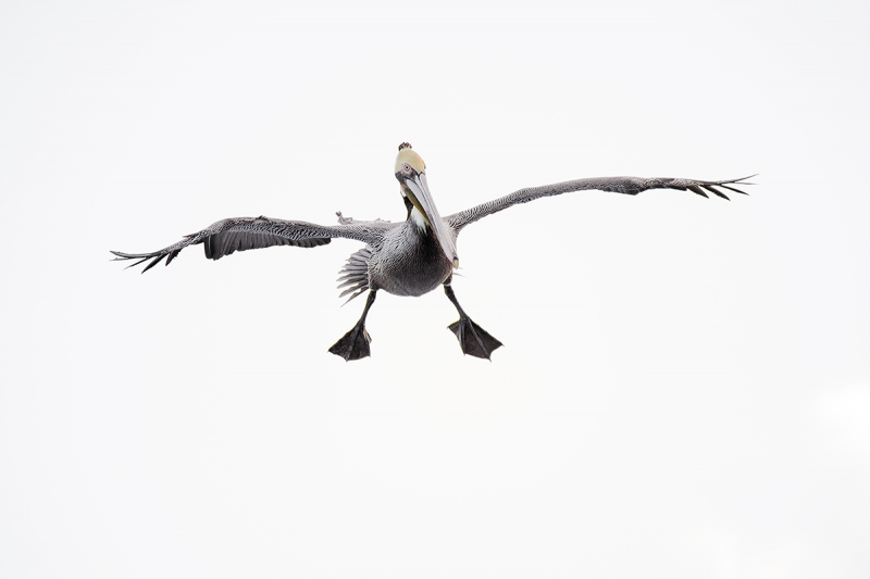 Brown-Pelican-going-down-_DSC0601--La--Jolla,-CA