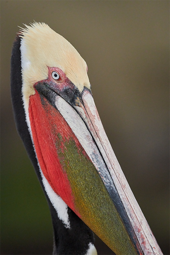 Brown-Pelican-head-and-bill-Pacific-race-_MAI5982-San-Diego-CA-1