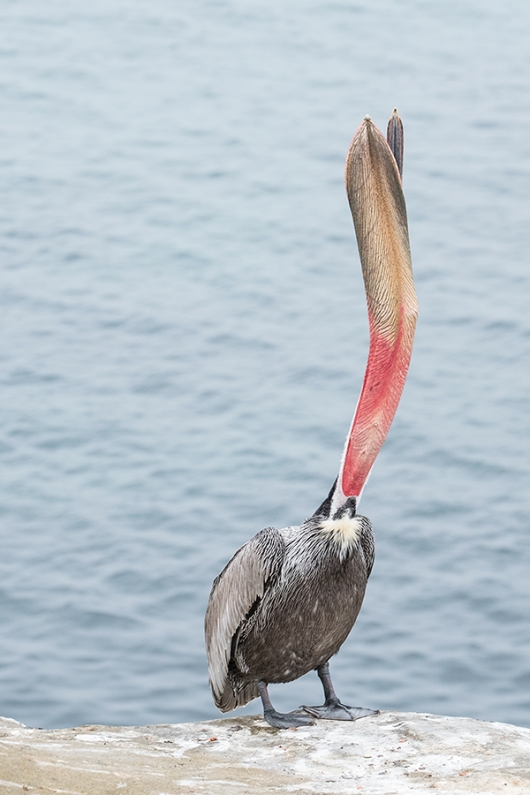 Brown-Pelican-head-throw-XT-2-_DSF1205-La-Jolla,-CA