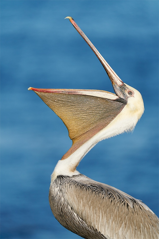 Brown-Pelican-head-throw-_A927883-La-Jolla-CA-1