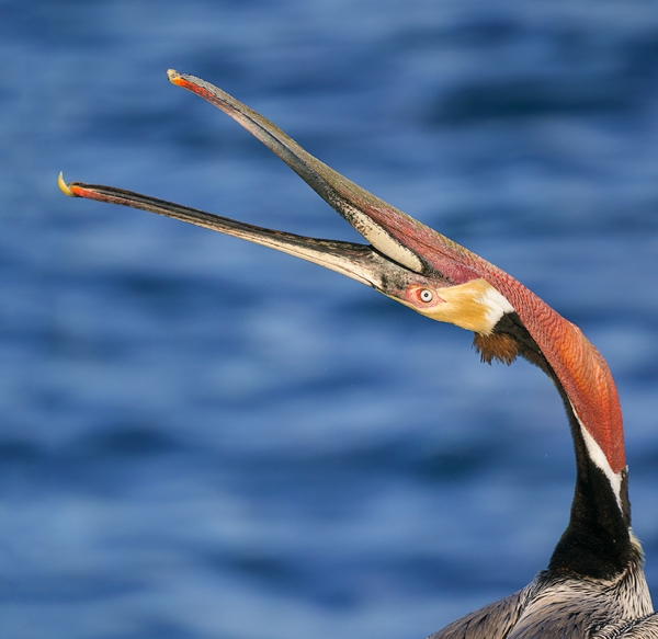 Brown-Pelican-head-throw-_DSC8396--San-Diego,-CA