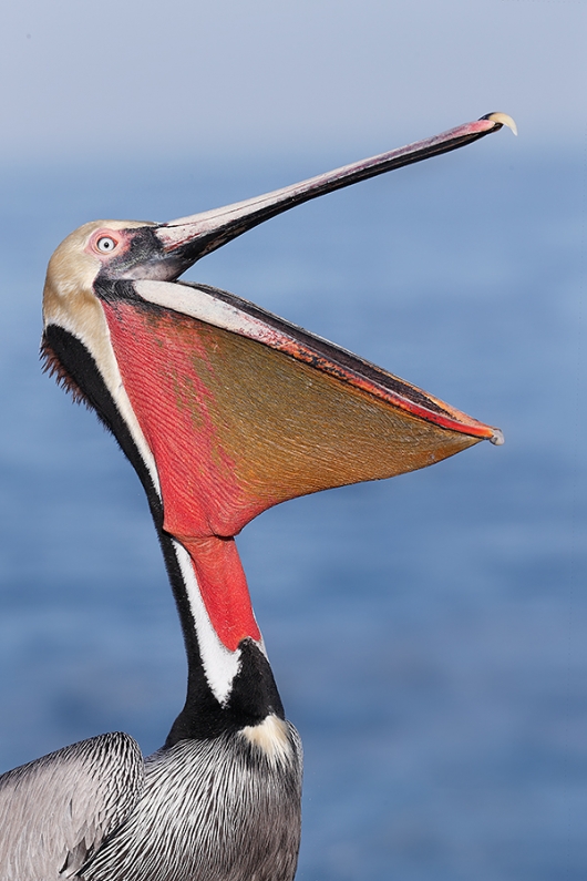 Brown-Pelican-head-throw-_J1I4296--La-Jolla,-CA