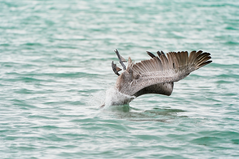 Brown-Pelican-hitting-water-a_A7R3698-Santa-Fe-Galapagos-1