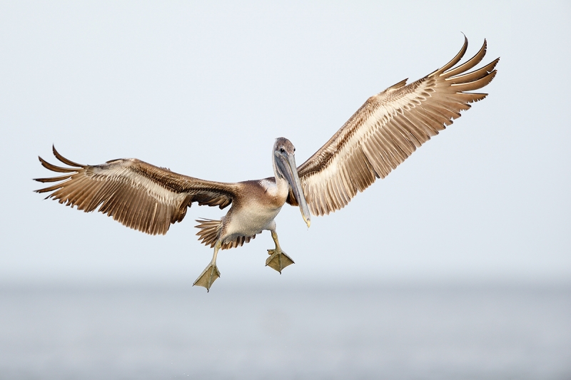 Brown-Pelican-imm-landing-from-small-RAW-_W5A7785-Fort-DeSoto-Park,-FL