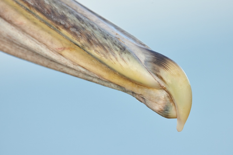 Brown-Pelican-immature-bill-tip-detail-_Q5A7592-Sunshine-Skyway-region-FL-1