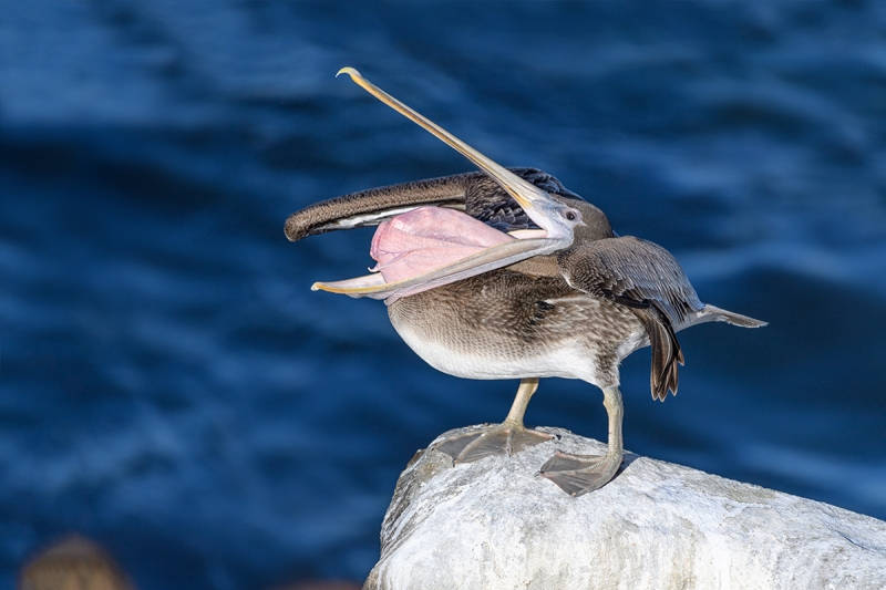 Brown-Pelican-immature-cleaning-bill-pouch-_DSC4676--La--Jolla,-CA