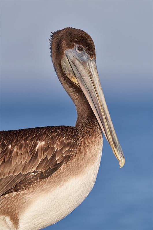 Brown-Pelican-immature-head-neck-and-breast-portait_DSC2526-Fort-DeSoto-Park-Pinellas-County-FL-1