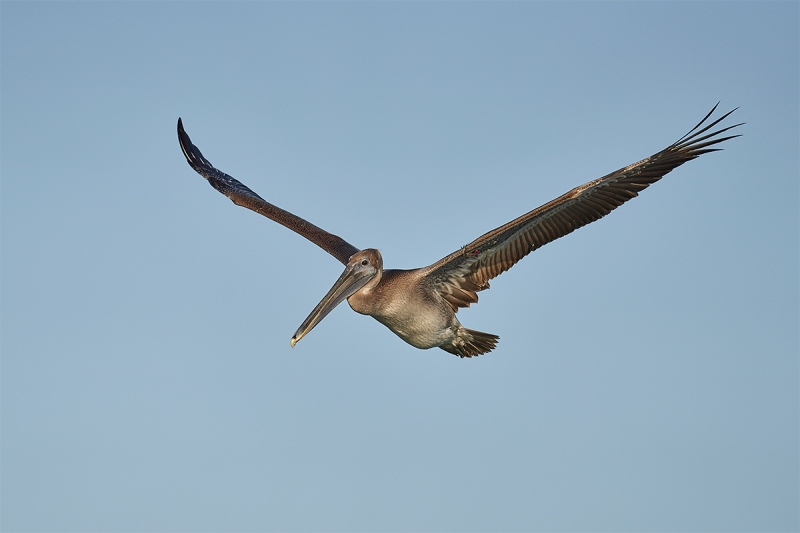 Brown-Pelican-immature-in-flight-_DSC1735-Fort-DeSoto-Park-Pinellas-County-FL-1