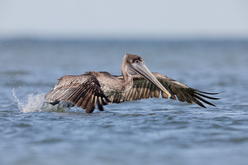 Brown-Pelican-immature-taking-off-1200mm-_W5A9576-Fort-DeSoto-Park,-Pinellas-County,-FL-