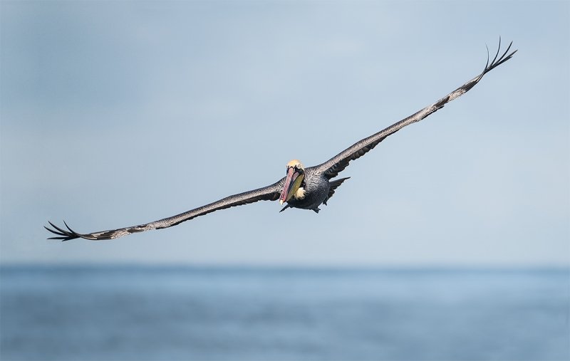 Brown-Pelican-in-flight-XT-2-_DSF1563-La-Jolla,-CA
