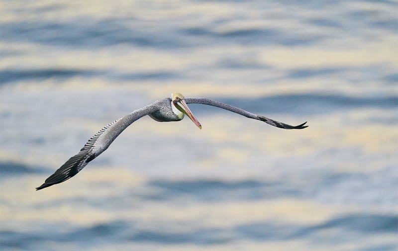 Brown-Pelican-in-flight-low-light-_A922391-La-Jolla-CA-1