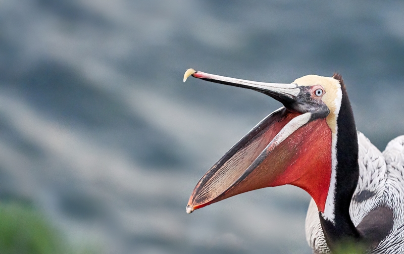 Brown-Pelican-in-squablle-SONY-ISP-5000-_DSC3113--San-Diego,-CA-1