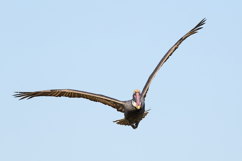 Brown-Pelican-in-vee-flight-_DSC7622--Alafia-Banks,-Tampa-Bay,-FL