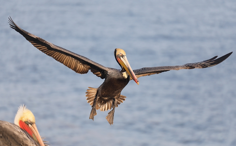 Brown-Pelican-incoming-+-one-in-the-corner_P3A2446-La-Jolla,-CA